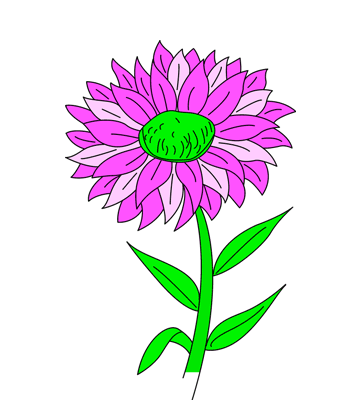 Aster Coloring Pages