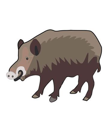 Boar Coloring Pages