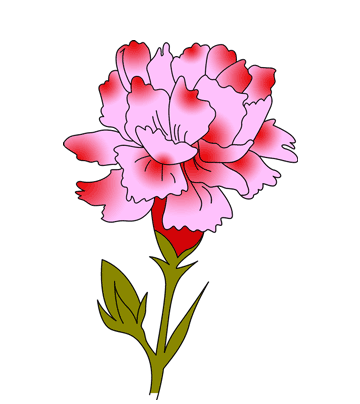 Carnation Coloring Pages