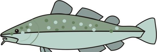 Codfish Coloring Pages
