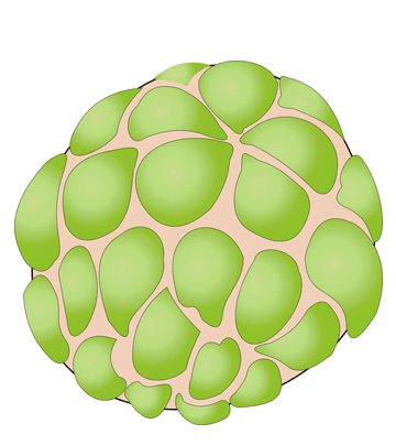 Custard Apple Coloring Pages