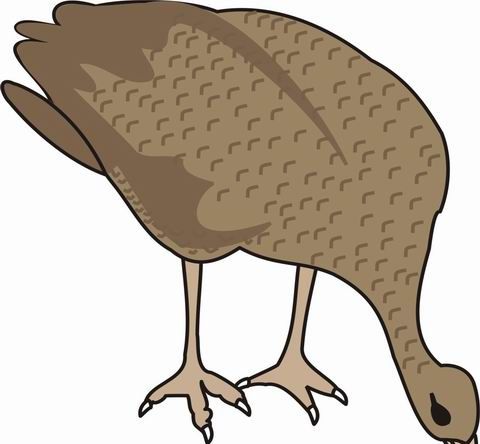 Grouse Coloring Pages