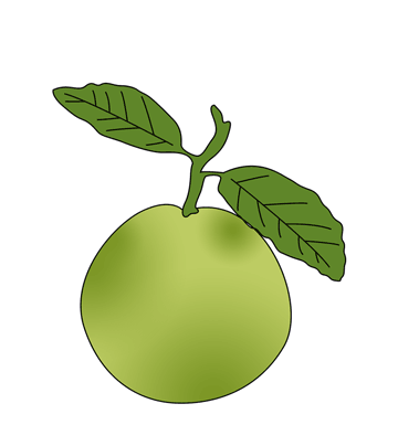 Guava Coloring Pages