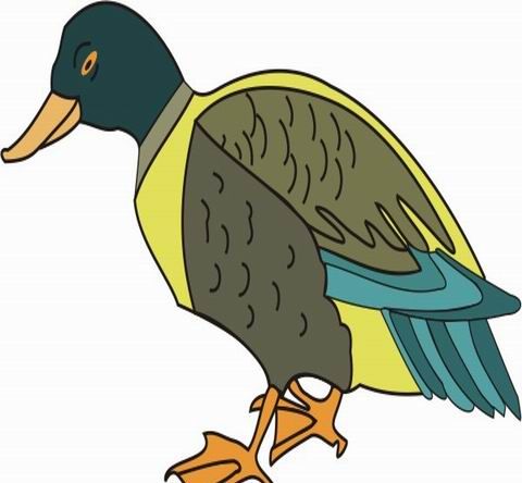 Mallard Coloring Pages