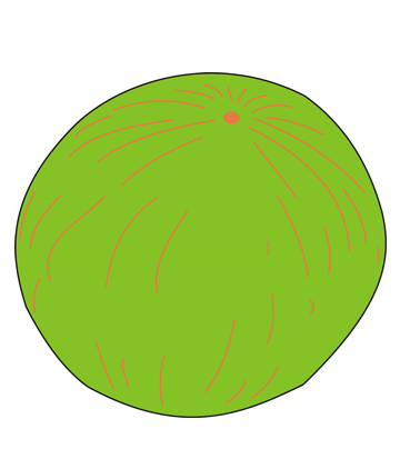 Melon Coloring Pages