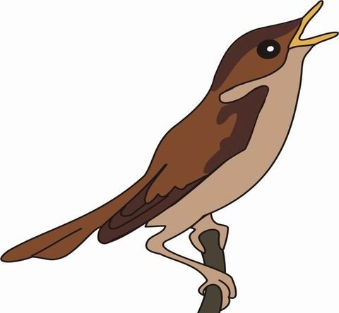 Nightingale Coloring Pages