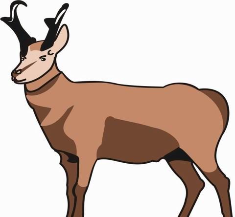 Pronghorn Coloring Pages