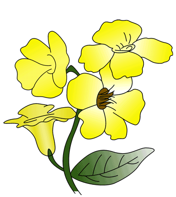 Allamanda Coloring Pages