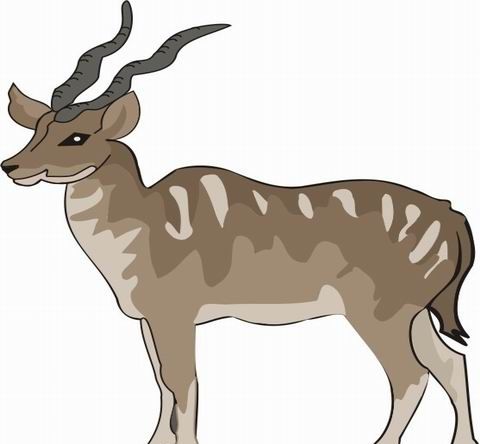 Antelope Coloring Pages