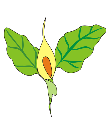 Arum Coloring Pages