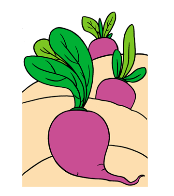 Beetroot1 Coloring Pages