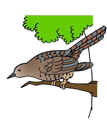 Cuckoo Coloring Pages