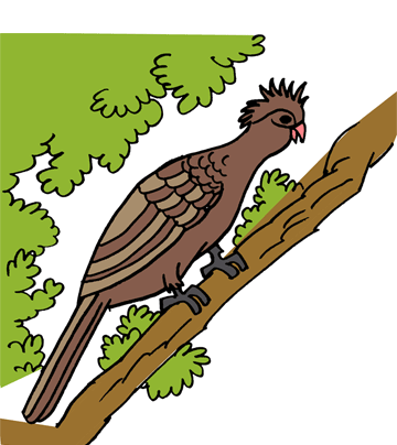 Hoatzin 1 Coloring Pages