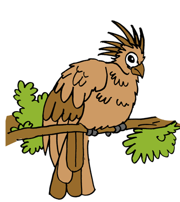 Hoatzin 2 Coloring Pages