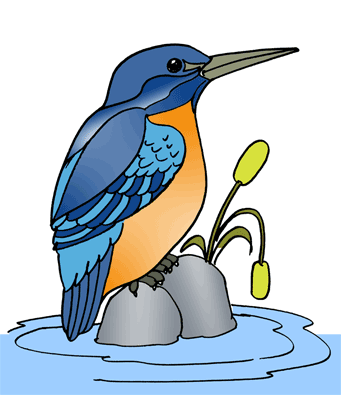 Kingfisher 1 Coloring Pages