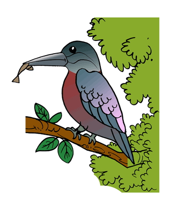 Kingfisher 2 Coloring Pages