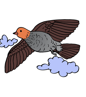 Partridge 1 Coloring Pages