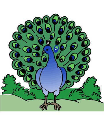 Peacock 2 Coloring Pages