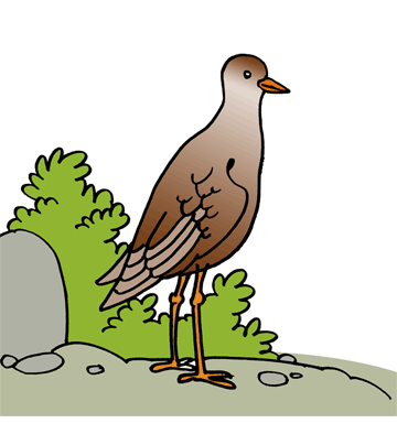 Plover 1 Coloring Pages