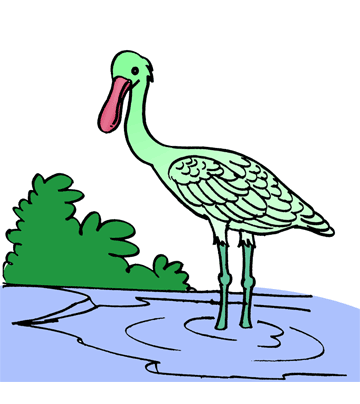 Spoonbill 1 Coloring Pages