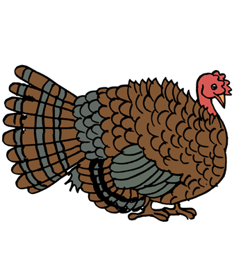 Turkey 1 Coloring Pages