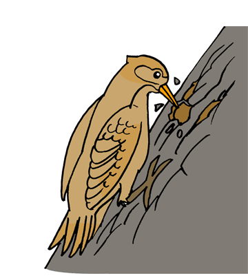 Woodpecker 1 Coloring Pages