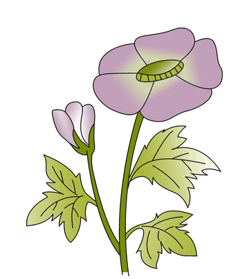 Buttercup Coloring Pages