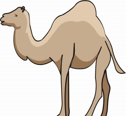 Camel Coloring Pages