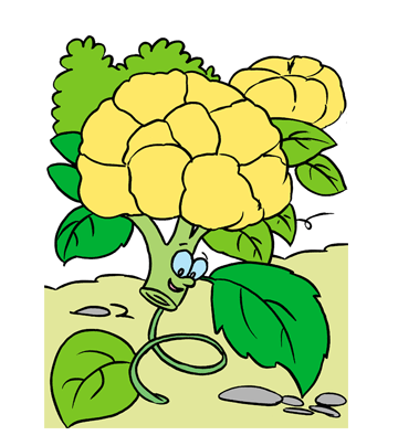 Cauliflower2 Coloring Pages