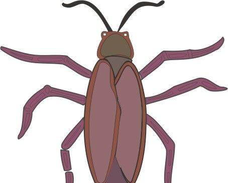 Cockroach Coloring Pages