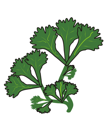 Coriander Leaves Coloring Pages