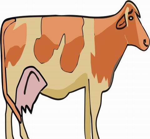 Cow Coloring Pages