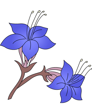 Desert Bluebell Coloring Pages