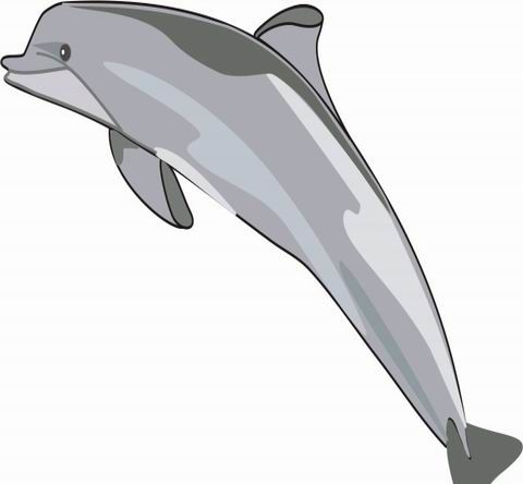 Dolphin Coloring Pages