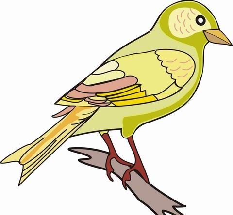 Finch Coloring Pages