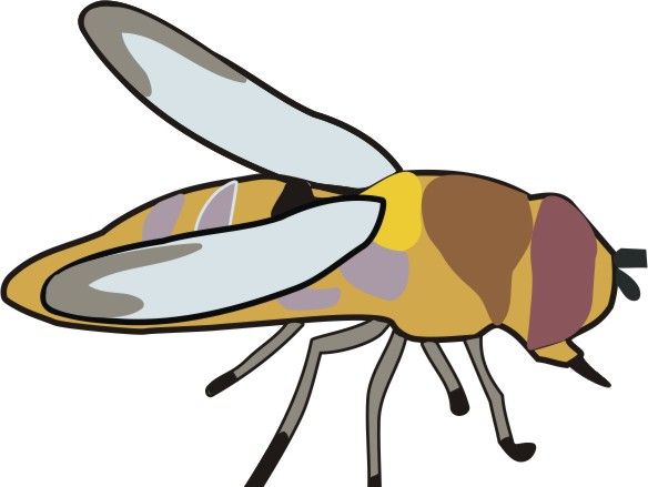 Insect Coloring Pages