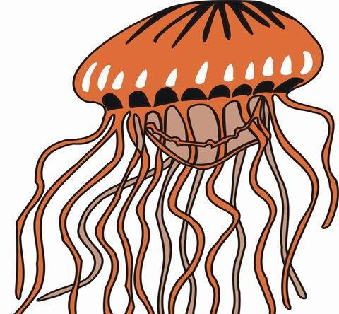 Jelly Fish Coloring Pages