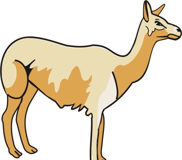 Llama Coloring Pages