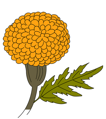 Marigold Coloring Pages