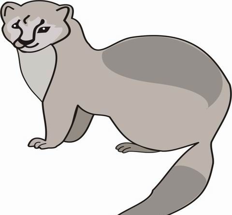 Marten Coloring Pages