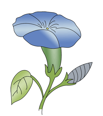 Morning Glory Coloring Pages