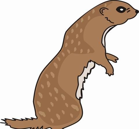 Otter Coloring Pages