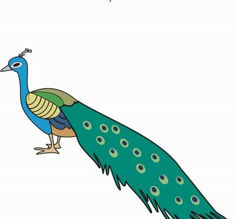 Peacock Coloring Pages