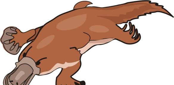 Platypus Coloring Pages