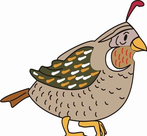 Quail Coloring Pages