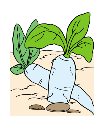 Radish1 Coloring Pages