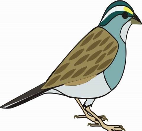 Sparrow Coloring Pages