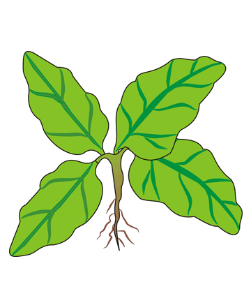 Spinach Coloring Pages