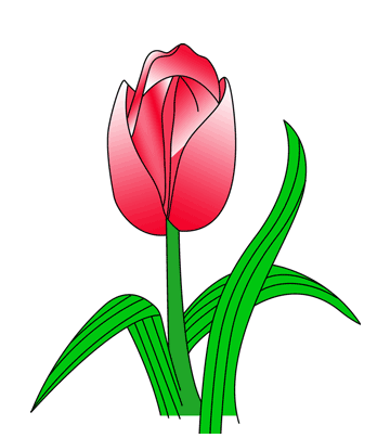 Tulip Coloring Pages