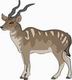 Antelope Coloring Pages